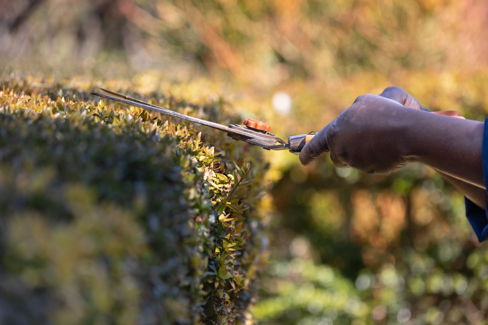 A homeowner tending a garden beside the house